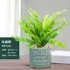 Helecho Nido de Pájaro en Maceta - Planta Pequeña Purificadora de Aire para Interiores, para Oficina, Perenne y Fácil de Mantener, Planta Verde Tolerante a la Sombra