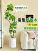 Planta Verde Grande para Sala de Estar con Forma de Pata de Pato, Planta en Maceta de Interior de Fácil Mantenimiento, Planta Verde Perenne de Pie para Oficina para Todas las Estaciones