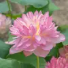 Rizoma de Loto Ornamental de Doble Pétalo, Plántulas de Loto de Maceta, Plantas de Loto en Maceta para Cultivo en Agua, Florece en Todas las Estaciones, Adecuado para Balcones y Estanques, Nenúfares Grandes