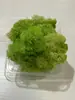 Musgo de Reno Preservado Flor Seca DIY Paisajismo Micro Paisaje, Botella Ecológica, Planta en Maceta de Vidrio, Cubierta de Suelo para Bonsái