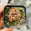 Base de planta suculenta autoproducida y autovendida al por mayor suculentas pequeñas combinación de flores plantas en maceta plantas carnosas Lithops Haworthia