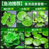 Plantas aquáticas lentilhas d'água, plantas de purificação tradicionais para aquário, esconderijo para tanque de tartaruga, jacinto d'água hidropônico, plantas aquáticas flutuantes para aquário