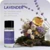 Aromaterapia para Coche Tipo Salida de Aire Aceite Esencial Aromático Perfume para Coche Exclusivo Transfronterizo Estilo Caliente de Amazon 12 Sabores