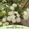 Rosa Grande Muda Flor de Rosa Muda Trepadeira Rosa Floresce em Todas as Estações Flores Extra Grandes Fragrância Forte Planta Trepadeira Rosa Flor de Parede Rosa Planta em Vaso