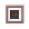 Ejemplar de Mariposa Raro y Precioso en un Marco, Madera Natural Adorno para Decoración del Hogar Moderno, Pieza de Exhibición Creativa