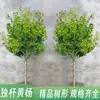 Dropshipping de mudas de buxo de folha pequena e haste única, tocos de árvores bonsai de jardim em vaso e plantados no solo