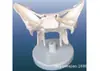 Modelo de Esfenoide Ampliado, Material de PVC, Modelo Anatômico do Esqueleto Humano
