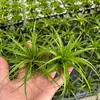 Venda Direta da Fábrica Orquídea do Ar Planta Aérea Planta Sem Solo Vermelho Amarelo Verde Elfo Barba de Velho Medusa Atacado