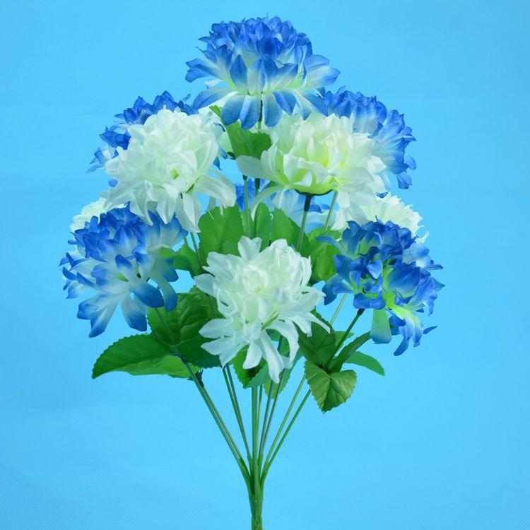 12头爪菊7.jpg