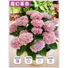 Plántulas de Hortensia Verano Infinito Florecen en Todas las Estaciones Flor Grande Hortensia de Tocón Viejo Plantas de Maceta con Flores Plantas de Jardín Flores de Interior