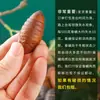 Envío gratis de SF Express: Crisálidas de gusano de seda tussah especialidad del noreste, crisálidas grandes de gusano de seda negras y amarillas frescas vivas, crisálidas grandes del noreste, crisálidas de cigarra 500g
