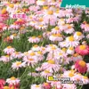 Venta al por mayor de fábrica Semillas de piretro, Flores de hierba, Semillas de flor de crisantemo, Semillas de flores para macetas en casa, Semillas de flores fáciles de cultivar, Semillas de flores