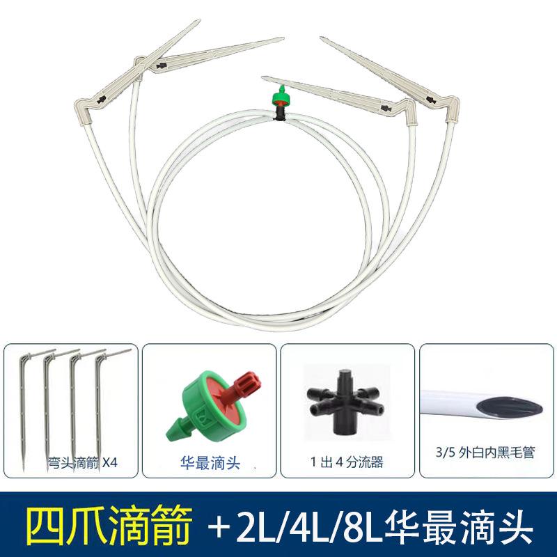 四爪白箭华最.jpg