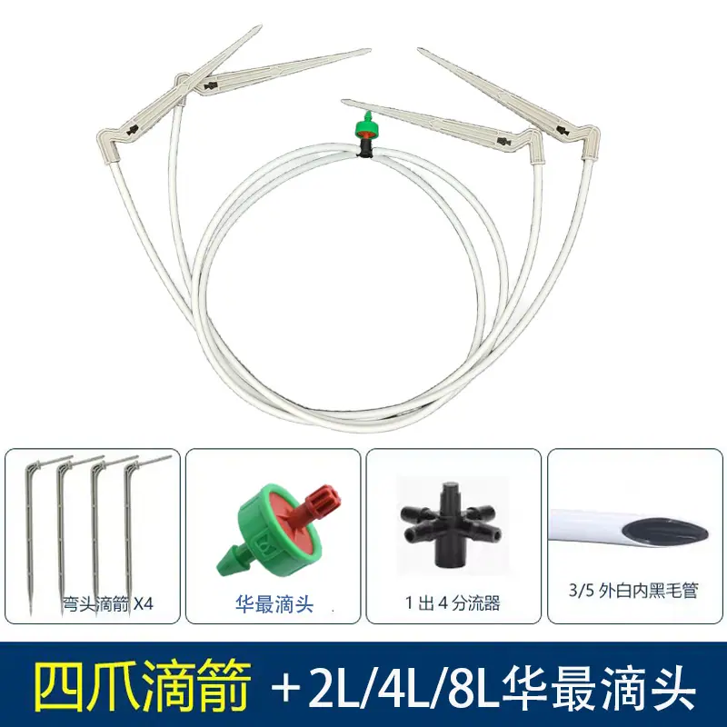 四爪白箭华最.jpg