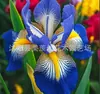 Semillas de rizomas de iris de flor azul, semillas de flores de bulbo, fáciles de cultivar y florecen todo el año, adecuadas para paisajismo de jardines y plantas en maceta