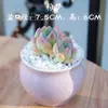 Novo Conjunto de Plantas Suculentas para Interior com Vaso Florido Jade Dew e Pacote de Terra para Iniciantes, Plantas Verdes e Flores Fáceis de Cuidar