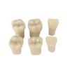 Comercio Exterior Dental Modelo de Dientes de Resina de Boca Completa de 32 Dientes para Preparación Dental, Diente Simulado, Diente Aislado, Modelo Dental de Práctica