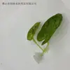 Decoração para Aquário Pet Plantas Aquáticas Ornamentais Artificiais Paisagismo de Aquário Folhas Artificiais Falsas de Betta Folhas para Descanso Folhas para Desova