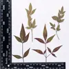 Planta de Hojas de Nandina Especimen Real Hoja Real Especimen DIY Funda de Teléfono de Resina Marcapáginas Lámpara de Escritorio para Niños Pegatina