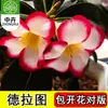 Planta en Maceta Rosa del Desierto con Doble Pétalo, Planta Verde Resistente a la Sequía, Fácil de Cuidar en Interiores o en el Balcón, Planta Suculenta Fácil de Mantener en Verano