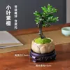 Sândalo Vermelho de Folhas Pequenas Paisagismo Bonsai Plantas Velhas Mudas Selva Vasos Internos Escritório Ornamentos Zen Bom para Cultivo de Flores
