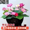 Venta al por mayor de plantas ornamentales en maceta, semillas de loto y nenúfar cultivadas en agua, semillas de flor de loto de cuenco y nenúfar para estanques hidropónicos