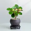 Planta Verde Pequeña en Maceta con Frutos, Maceta de Cerámica Árbol Bodi, Adorno de Escritorio Estilo Zen Chino, Fácil de Cuidar