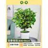 Plántula de Osmanthus en Maceta Osmanthus de Cuatro Estaciones Osmanthus Dorado Planta de Interior de Aroma Fuerte Patio Árbol Grande Dorado Maceta Flor Plantación en Suelo