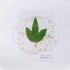 Paquete de Plástico Planta Espécimen de Flor Seca Hojas Reales Naturales Hojas de Barrage Material Hecho a Mano para Niños Marcapáginas de Trébol de Cuatro Hojas Productos Terminados