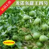 Rey Dulce No. 4 Semillas de Melón F1 Huerto Jardín de Verduras Híbrido Maduración Temprana Piel Verde Pulpa Verde Crujiente Semillas de Melón con Forma de Pera