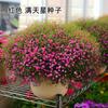 Semillas de Gypsophila de Pétalos Dobles de Colores Florecen en Todas las Estaciones y Explotan en Macetas en el Balcón. Semillas de Flores Ornamentales de Maceta para Interior y Exterior de Bajo Mantenimiento
