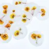 Pegatinas de Sellos de Cera Serie Flores Secas, Cinta de Doble Cara con Diseños de Gipsofila y Planta de Rosa, Etiquetas de Sello de Cera con Flores Secas