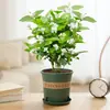 Plantas de Jasmim em Vasos, Mudas de Floração Quatro Estações, Gardênias Perfumadas, Flores de Cheiro Forte, Caules Antigos, Flores de Pétalas Duplas, Repelente de Mosquitos
