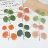 Hoja de Eucalipto Nueva Hoja de Corazón Hogar Escandinavo Arreglo Floral Decoración Planta Verde Artificial Ins Boda Planta Verde Bosque