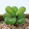 Planta Suculenta Mini Atacado Cabeça de Flor Artificial Pequenos Acessórios para Arranjo de Flores Suculenta Falsa Flor de Plástico Planta Decorativa Planta em Vaso