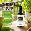Solución activadora de injerto, agente cicatrizante para plantas, spray para injerto, agente cicatrizante especializado para superficies de corte de árboles frutales y bonsáis