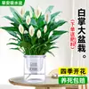 Maceta Grande de Planta de Palma Blanca de una Pieza para Dropshipping, un Símbolo de Buena Fortuna, Planta en Maceta con Flores, Planta Hidropónica, Planta con Flores, Planta Verde para Interior de Oficina