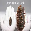 Pepino do Mar Seco Leve Grau 3 Padrão Nacional de Dalian, expande 12 vezes quando imerso, pepino do mar não pronto para comer, disponível para atacado