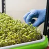 Bandeja Grande Espesada para Germinar Brotes en Casa, Bandeja de Cultivo de Plántulas, Base Plana de Bandeja, Maceta Hidropónica Reutilizable para Flores