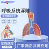 Sistema Respiratório Relevo 2 Peças Modelo de Anatomia do Sistema Respiratório Humano Sistema de Anatomia Pulmonar Modelo em Relevo