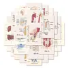 Oferta Especial de LiquidaçãoAdesivos de Ilustração para Estudantes de Medicina Notas de Estudo para Provas Órgãos Humanos Anatomia Adesivos para Diário Decoração