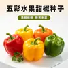 Semillas de Pimiento Dulce de Cinco Colores para Plantar en Casa, Semillas de Pimiento Dulce Coloridas, Semillas de Pimiento Arcoíris, Semillas de Pimiento Frutal