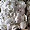 Rodilleras de Caparazón de Tortuga con Moldeado de Espuma de PU, Rodilleras Deportivas de Voleibol, Codilleras, Juego de Equipo de Protección para Correr con Amortiguación y Absorción de Impactos
