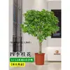 Mudas de Osmanthus, Árvores Grandes, Plantio de Pátio, Osmanthus Dourado, Plantas de Vaso Osmanthus de Quatro Estações, Plantas Grandes Raras, Plantas Florais e Verdes, Fácil de Cuidar