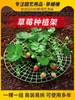 Soporte para Flores, Estante de Almacenamiento, Estante para Bandejas de Fresas, Estante de Red para Plantar Plantas Verdes en Maceta de Plástico, Estante Circular de Soporte para Cultivo de Verduras