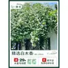 Plántulas de Flores Leñosas Amarillas, Enredaderas Trepadoras, Plántulas Leñosas Doble Rojo y Blanco, Rosas, Florales de Floración Cuatro Estaciones, Plantas en Maceta para Balcón y Patio