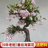 Mudas de Flor de Ameixa Vermelha em Vaso Bonsai de Tronco Velho Nativo Plantas Verdes para Varanda e Pátio Flores Perfumadas Resistente ao Frio Flor de Inverno para Todas as Estações