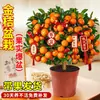 Planta de Kumquat de Cuatro Estaciones en Maceta con Fruta Comestible, una Planta Atractora de Fortuna para Sala de Estar de Uso Interior, Flor de Año Nuevo, Árbol Frutal Naranja, Planta Verde