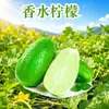 Limón Aromático de Yunnan, disponible para entrega en cantidades de 1/2/3/5/ 4.5kg 1/2/3/4.8-5/ 4.2-4.5kg fruta fresca