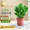 Planta Verde Árbol del Dinero Cadena de Dinero Planta en Maceta Atrae Riqueza para Interior Oficina Escritorio Fácil de Cuidar Todas las Estaciones Árbol del Dinero Purifica el Aire